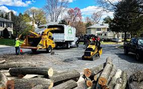 Best Tree Maintenance Programs  in Roanoke, IL