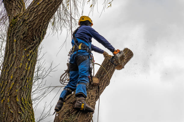 How Our Tree Care Process Works  in  Roanoke, IL